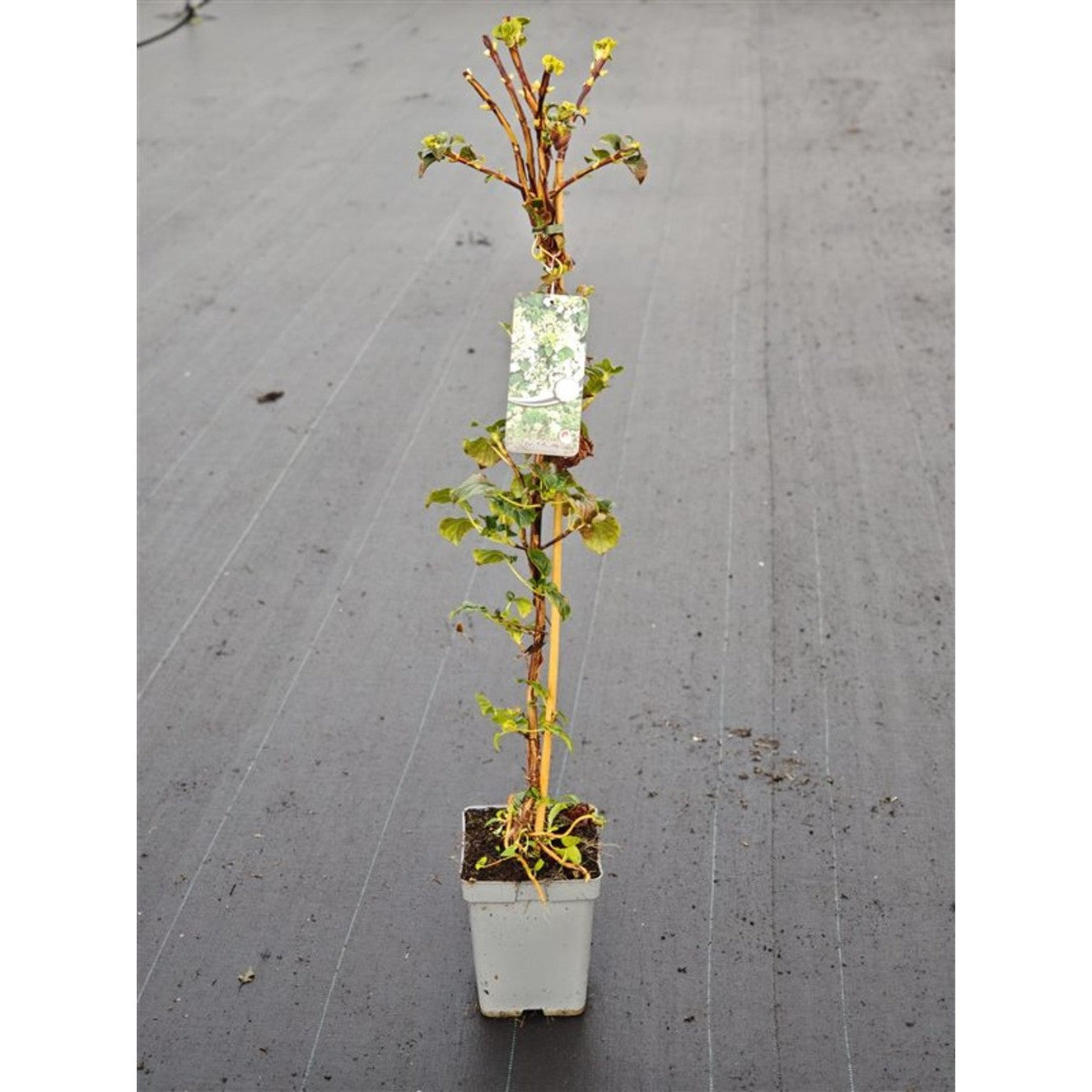 Hortensia – Hydrangea arborescens 'Pink Percussion' - C5 80-100 CM